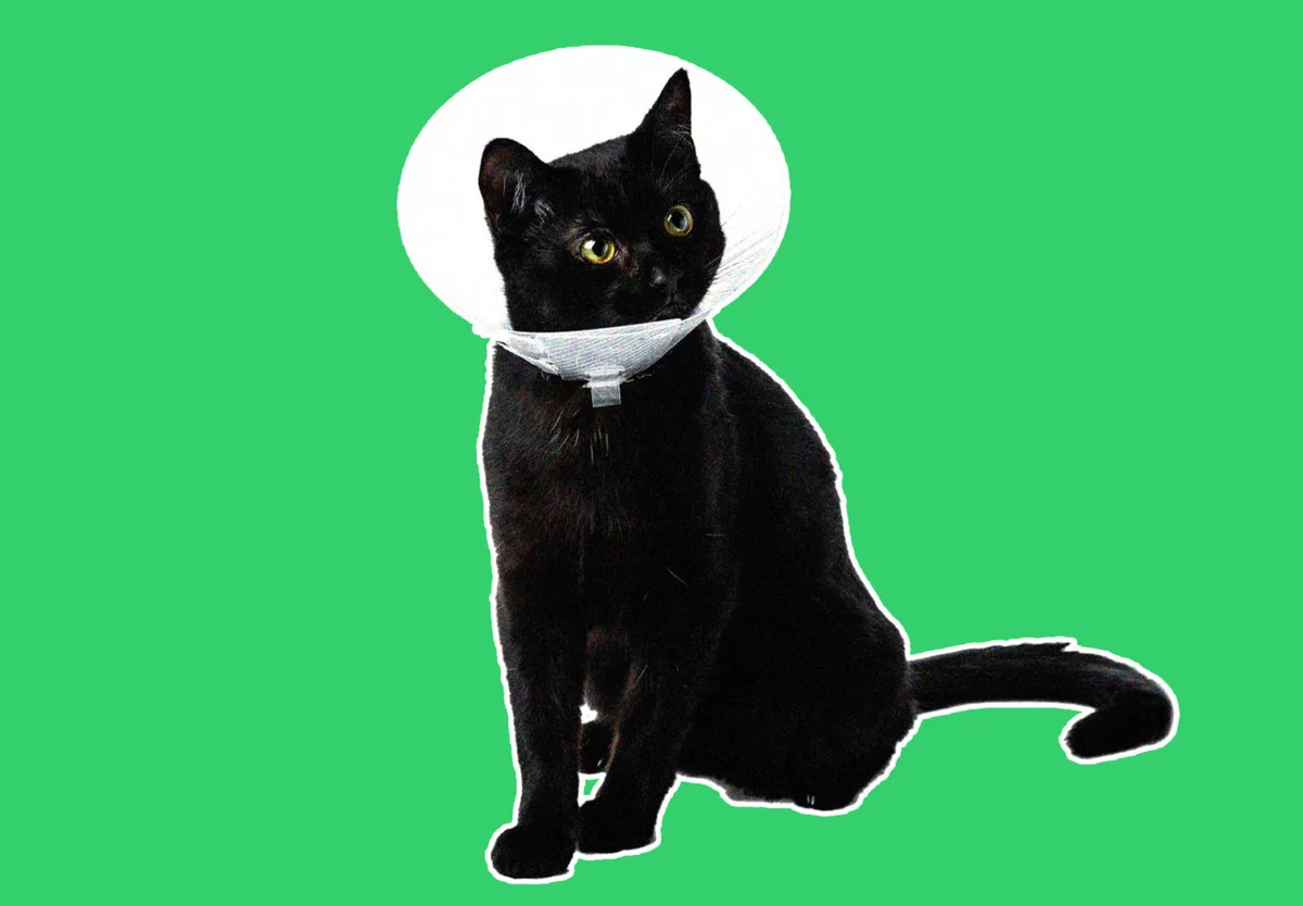 Pet Insurance vs. Savings Account: How to Plan for Vet Bills